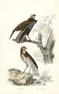 Predator Prints: Western marsh harrier and short-toed snake eagle