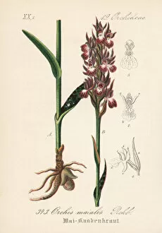Western marsh orchid, Dactylorhiza majalis