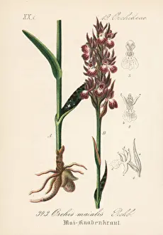 Orchis Prints: Western marsh orchid, Dactylorhiza majalis