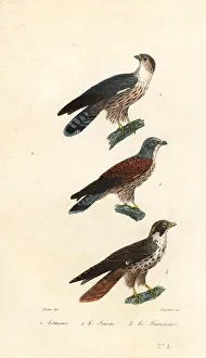 Fournier Prints: Western plantain-eater, saker falcon and peregrine