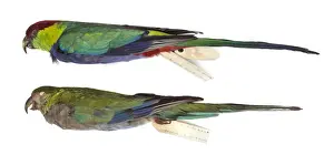 Western rosella, Platycercus icterotis
