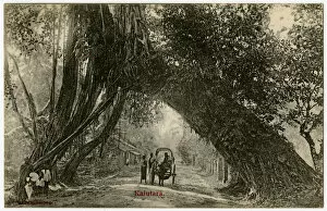 Angle Gallery: Western Sri Lanka - Kalutara - Amazing tree across a road