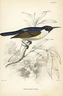 Western violet-backed sunbird, Anthreptes longuemarei