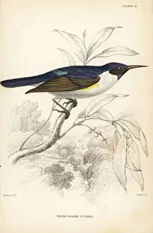 Swainson Prints: Western violet-backed sunbird, Anthreptes longuemarei