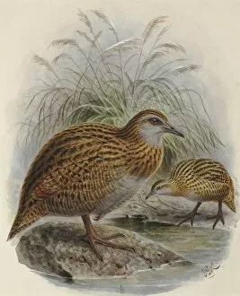 A History Of The Birds Of New Zealand Gallery: Western Weka and Buff Weka