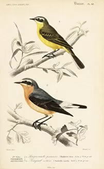 Dhistoire Collection: Western yellow wagtail, Motacilla flava