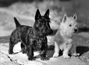 Westie Prints: WESTIE AND SCOTTIES DOGS