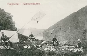 Seabird Gallery: Westman Islands, Iceland - Puffin Catching. Date: circa 1903