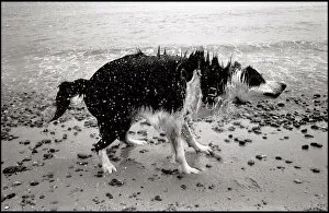 Images Dated 6th October 2015: Wet dog shaking off water Sizewell beach