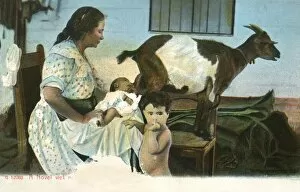 Feeds Collection: Wet nurse feeds baby using a goat