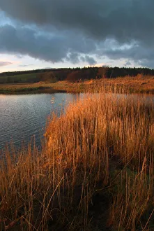 Images Dated 27th August 2019: Wetland reeds on the banks of the tidal River Dee