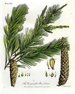 Evelyn Prints: Weymouth Pine Tree
