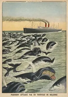 Escapes Prints: Whale Attacks Liner