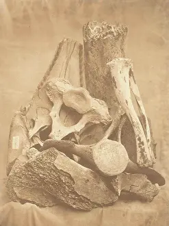 Visited Prints: Whale bones from Spitzbergen