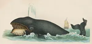 WHALE C1870