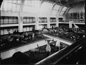 Cetacea Prints: Whale Hall, 1932