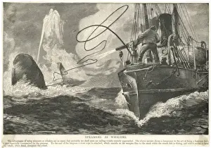 Whale and Steamship