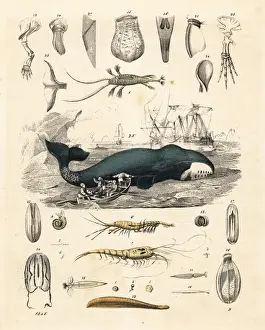 Hoffmann Prints: Whalers hunting a bowhead whale, Balaena mysticetus