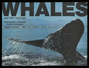 Whales and their relatives