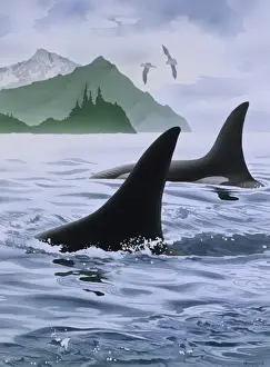 Two whales in the sea, with birds and mountains