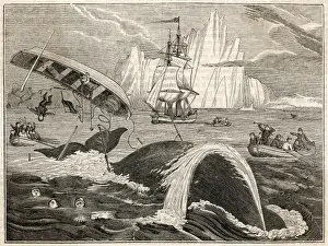 Over Turned Prints: Whaling / Crew in Danger