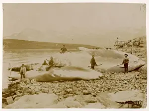 Whaling / Landed Whales