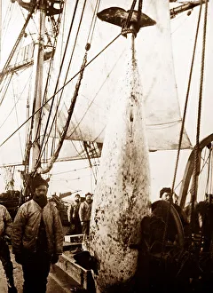 Whaling Prints: Whaling ship in the Arctic