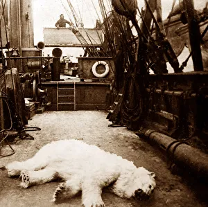 Whaling ship in the Arctic, polar bear