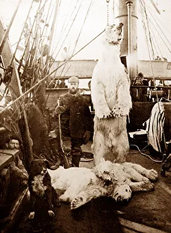 Cubs Prints: Whaling ship in the Arctic, polar bear and cubs