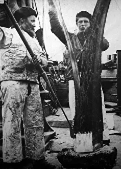 Flesh Prints: Whaling ship, stripping the flesh