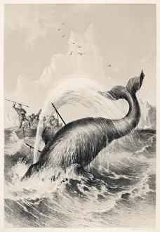 Whales Prints: Whaling / Sir John Ross