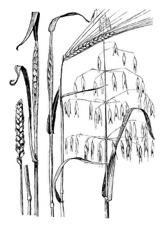Midgley Collection: Wheat, Barley, Oats