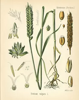 Herbal Gallery: Wheat or bread wheat, Triticum vulgare