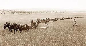 Settler Prints: Wheat farming Wellington Australia New South Wales
