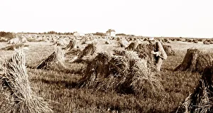 A wheat field on the Prairies, Canada, early 1900s