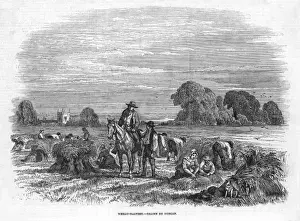 Tasks Prints: Wheat Harvest, 1846