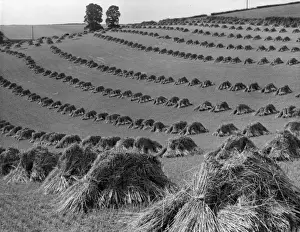 Wheat Harvest