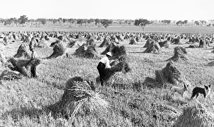 Wheat harvest in Narromine, NSW, Australia