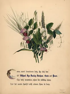 Tempest Gallery: Wheat, rye, barley, vetcehs, oats and peas