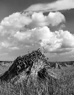 Harvesting Prints: Wheat Stooks
