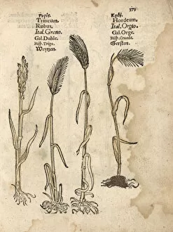 Aestivum Gallery: Wheat, Triticum aestivum, and barley, Hordeum vulgare