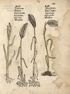 Aestivum Gallery: Wheat, Triticum aestivum, and barley, Hordeum vulgare