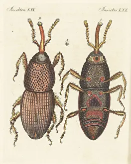 Dorsal Prints: Wheat weevil, Sitophilus granarius