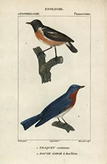 Bluebird Gallery: Wheatear, Oenanthe oenanthe, and eastern bluebird