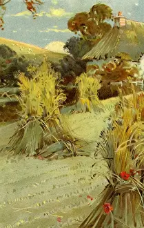 Wheatfield in summer