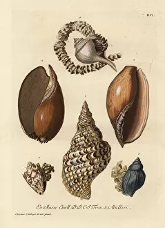 Naturae Collection: Whelks and sea snails with eggs
