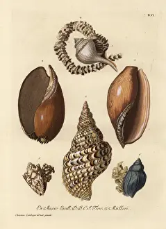 Nest Prints: Whelks and sea snails with eggs