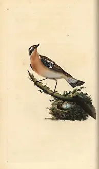 London Prints: Whinchat, Saxicola rubetra