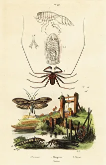 Adolph Fries Prints: Whip spider and caddisfly