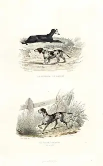 Edouardtravies Prints: Whippet, basset hound, and hunting dog